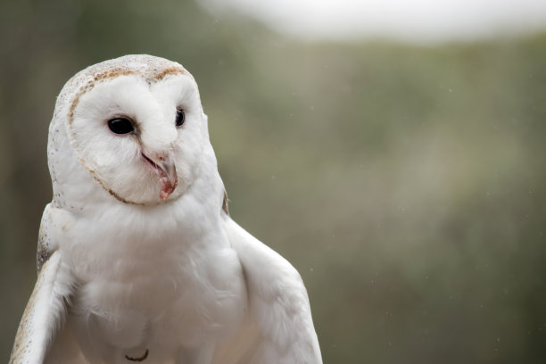 这是谷仓猫头鹰的特写图片下载