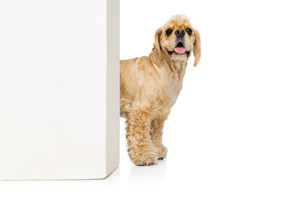 有趣的可卡犬，纯种狗摆孤立在白色工作室背景。运动概念，宠物爱，动物生活，兽医。图片下载