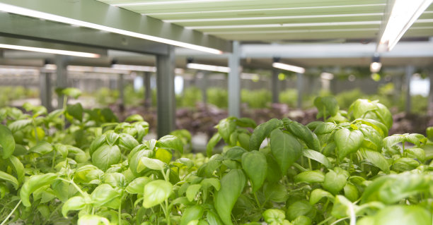 室内水培蔬菜工厂。绿色沙拉农场在水培。图片下载