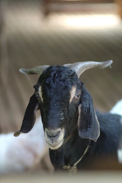 黑色的羊图片下载