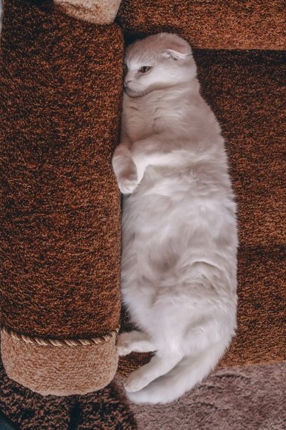 有趣的白色肥猫懒洋洋地躺在沙发上，嘴巴埋在里面。一只心情沮丧的苏格兰折耳猫正在家里的沙发上休息。可爱的肥猫侧躺着，爪子折叠得很漂亮图片下载