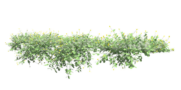 攀援植物藤蔓孤立在白色背景3d插图图片下载