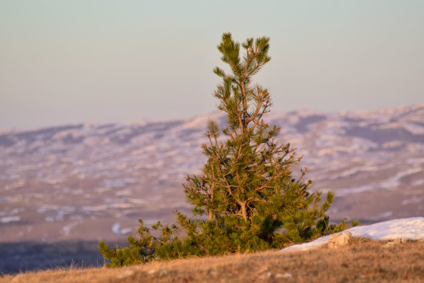 山上的松树在夕阳的照耀下，形状适应了恶劣的天气条件。库存图片图片下载