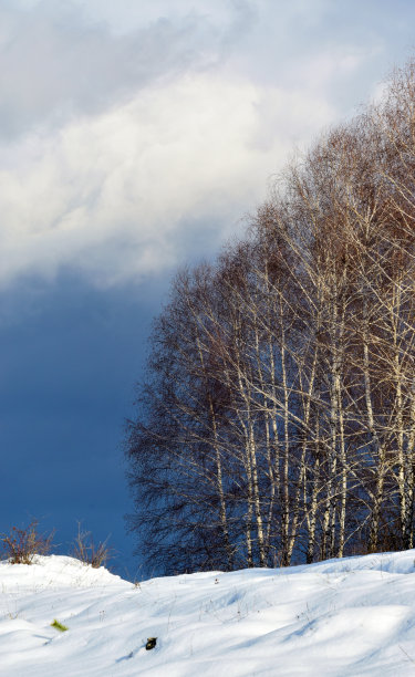 山顶上的白桦树在夕阳的照耀下闪闪发光。地上有雪，上面有厚云。库存图片图片下载