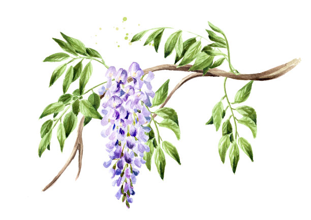 紫藤花开枝开。手绘水彩插图孤立在白色背景图片下载
