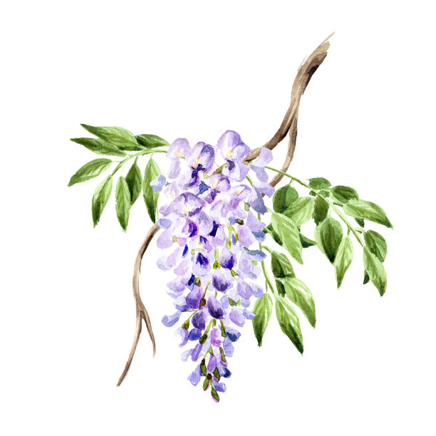 紫藤花开枝开。手绘水彩插图孤立在白色背景图片下载