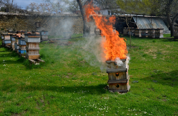 蜂房瘟疫流行期间的卫生处理：焚烧蜂箱和工具图片下载