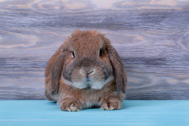 装饰垂耳兔迷你垂耳。可爱的小兔子。图片下载