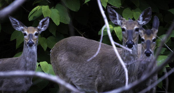 森林里的三只鹿图片下载