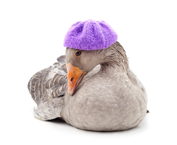 戴帽子的鹅。图片下载