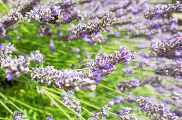 开花的薰衣草图片下载