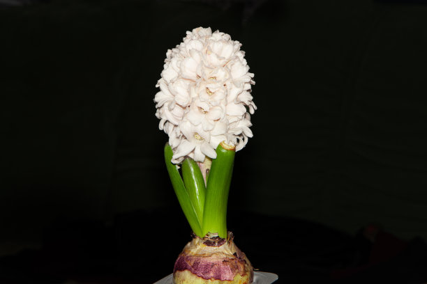 风信子。室内园艺植物和花卉。图片下载