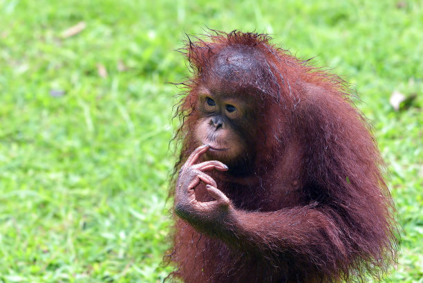 小猩猩的可爱行为图片下载