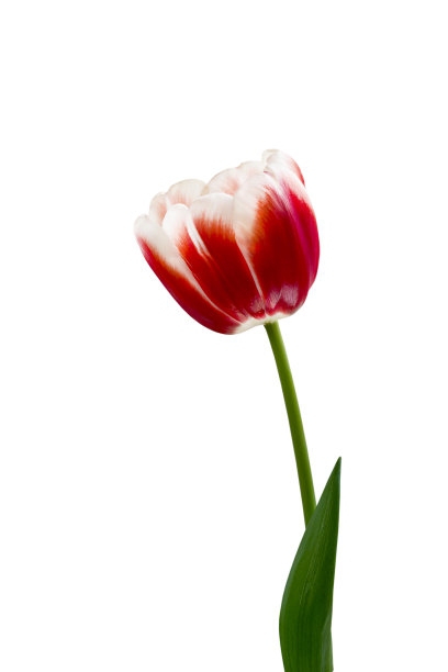 红色郁金香花，白色背景上有绿色花瓣图片下载