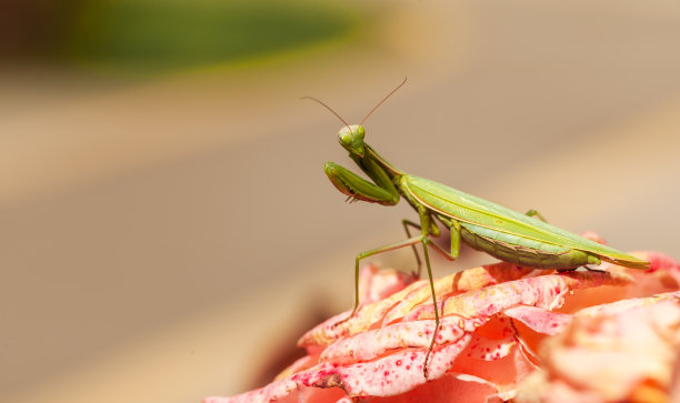 绿色螳螂防御姿势的微距镜头。图片下载