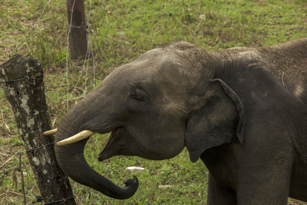 草原上的野生亚洲象幼象试图打破电栅栏的选择性焦点。图片下载