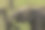 草原上的野生亚洲象幼象试图打破电栅栏的选择性焦点。图片下载