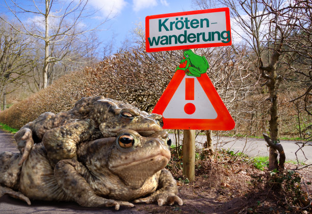 象征形象蟾蜍迁移。春天两只交配的蟾蜍。蟾蜍迁徙，拯救青蛙。图片下载