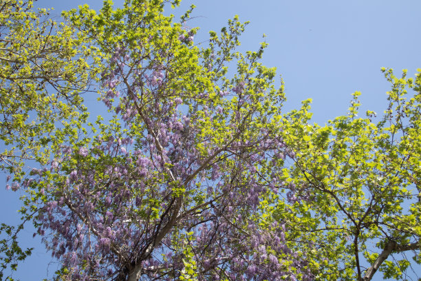 紫罗兰春花紫藤盛开在花园图片下载