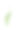 水彩白色郁金香花插图图片下载
