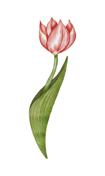 水彩红色郁金香花插图图片下载