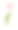 水彩红色郁金香花插图图片下载