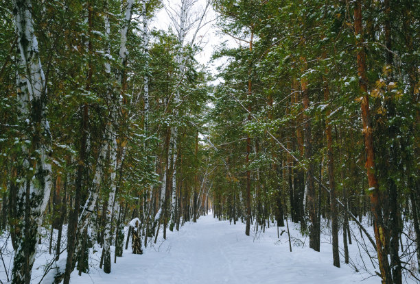 雪下的冬季混交林的灌木丛图片下载