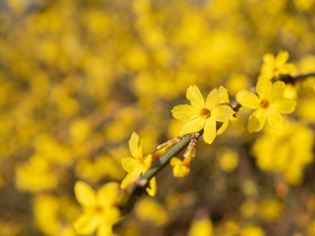 迎春花在春天盛开图片下载