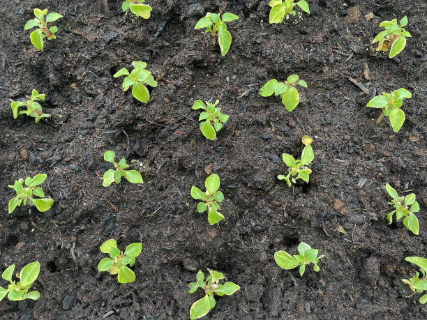 全帧图像繁殖堆肥与新种植的丽泽(凤仙花walleriana)插头植物，园艺概念，提升的观点图片下载