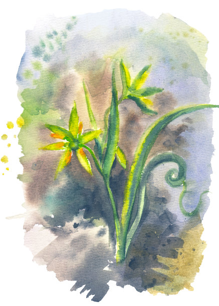 Gagea森林植物图片下载