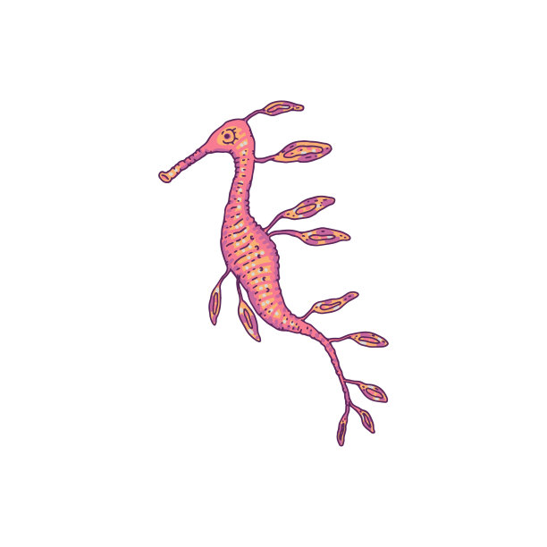 海马粉红色。矢量野生海洋动物水下生活涂鸦线孤立的插图。图片下载