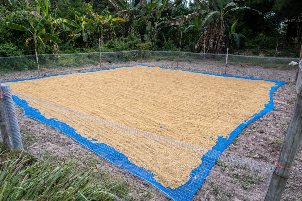收获的稻子将被晾干图片下载