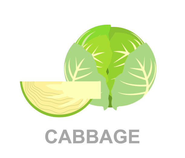 整个卷心菜和切片卷心菜。矢量卷心菜或生菜插图隔离-健康蔬菜图片下载
