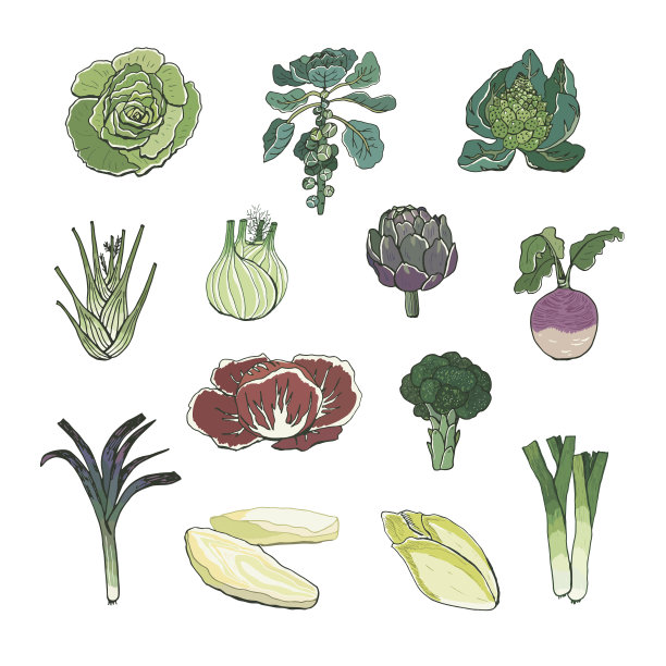 蔬菜矢量手绘插图集图片下载