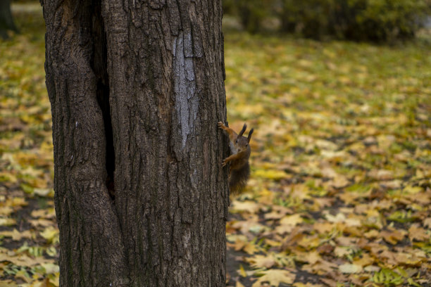友好漂亮的松鼠图片下载