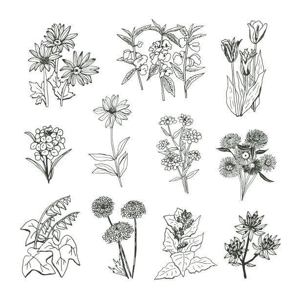 花园花矢量手绘插图集图片下载