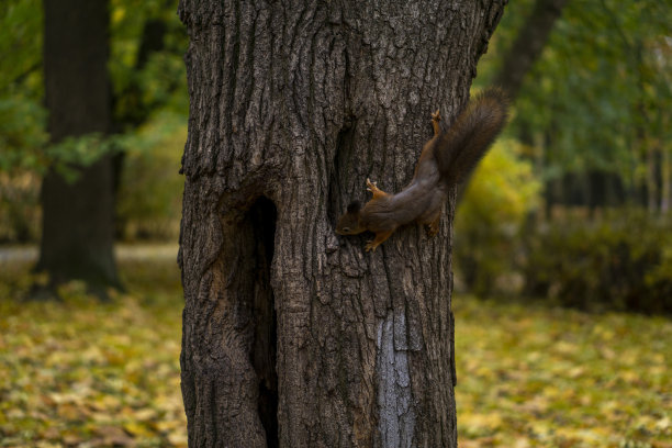 友好漂亮的松鼠图片下载