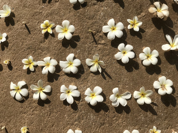 《Champa图片下载