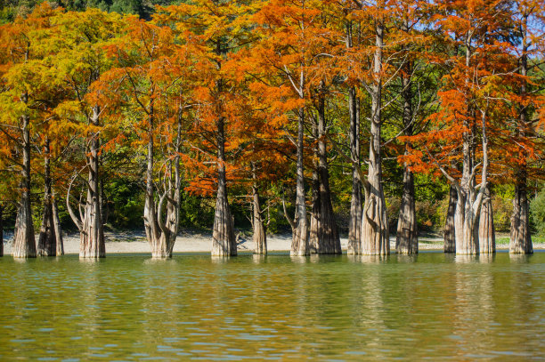 沼泽柏树，裸柏树。在阿纳帕市附近的Sukko，路和橙色的柏树针倒映在绿松石色的湖中。秋天的风景。自然背景。图片下载