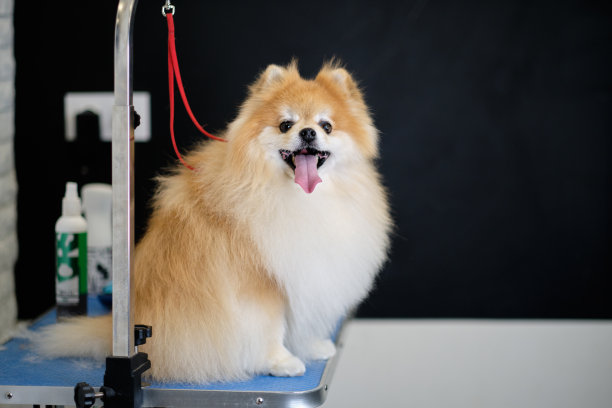 一只纯种博美犬张着嘴坐在桌子上图片下载