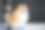 一只纯种博美犬张着嘴坐在桌子上图片下载