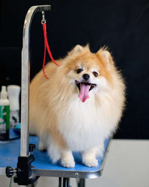 一只漂亮的博美犬系在桌子边上，以免摔倒图片下载