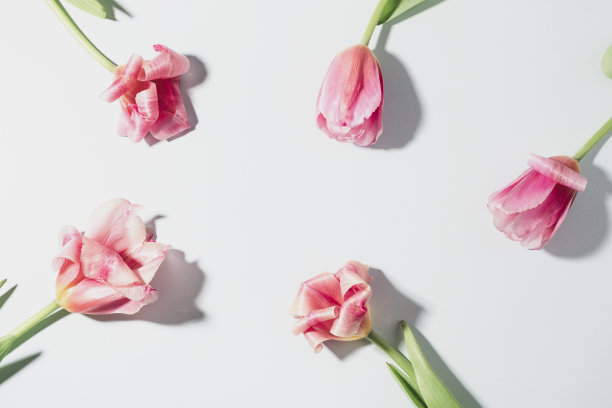粉色郁金香花在白色的背景，硬阴影。俯视图，平面布局图片下载