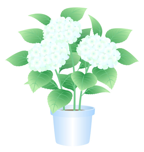 盆栽的绣球开着白色的花，孤立在白色的背景上图片下载