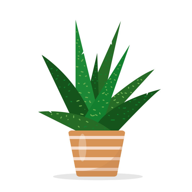 牛舌花盆内的室内装饰植物。图片下载