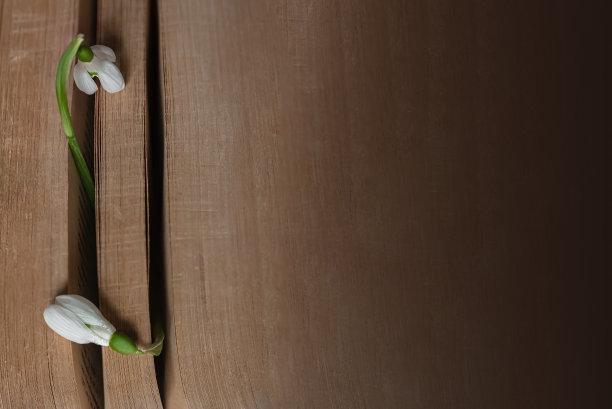 在画框左侧的书页之间，盛开着铃兰图片下载