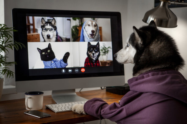 狗狗视频会议图片下载