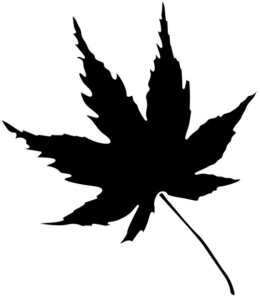 可爱的枫木剪影图片下载