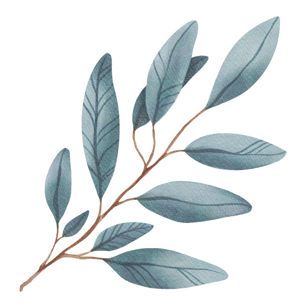 手绘水彩美丽的植物与蓝色绿色的叶子。用于海报，卡片，印刷，纺织，模板，面料，图案，贴纸，婚礼，庆祝，生日图片下载