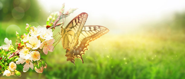 美丽的树枝开花树在春天与蝴蝶。图片下载